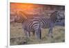 Botswana. Okavango Delta. Khwai Concession. Burchell's Zebra at Sunrise-Inger Hogstrom-Framed Photographic Print