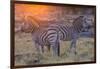 Botswana. Okavango Delta. Khwai Concession. Burchell's Zebra at Sunrise-Inger Hogstrom-Framed Photographic Print