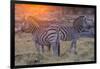 Botswana. Okavango Delta. Khwai Concession. Burchell's Zebra at Sunrise-Inger Hogstrom-Framed Photographic Print