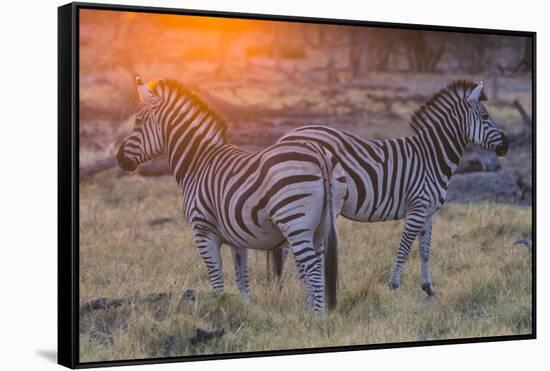Botswana. Okavango Delta. Khwai Concession. Burchell's Zebra at Sunrise-Inger Hogstrom-Framed Stretched Canvas