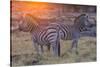 Botswana. Okavango Delta. Khwai Concession. Burchell's Zebra at Sunrise-Inger Hogstrom-Stretched Canvas