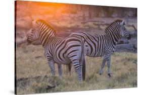 Botswana. Okavango Delta. Khwai Concession. Burchell's Zebra at Sunrise-Inger Hogstrom-Stretched Canvas