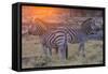 Botswana. Okavango Delta. Khwai Concession. Burchell's Zebra at Sunrise-Inger Hogstrom-Framed Stretched Canvas