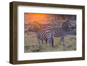 Botswana. Okavango Delta. Khwai Concession. Burchell's Zebra at Sunrise-Inger Hogstrom-Framed Photographic Print