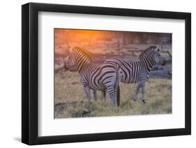 Botswana. Okavango Delta. Khwai Concession. Burchell's Zebra at Sunrise-Inger Hogstrom-Framed Photographic Print