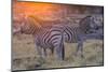 Botswana. Okavango Delta. Khwai Concession. Burchell's Zebra at Sunrise-Inger Hogstrom-Mounted Photographic Print