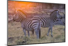 Botswana. Okavango Delta. Khwai Concession. Burchell's Zebra at Sunrise-Inger Hogstrom-Mounted Photographic Print