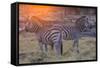 Botswana. Okavango Delta. Khwai Concession. Burchell's Zebra at Sunrise-Inger Hogstrom-Framed Stretched Canvas