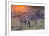 Botswana. Okavango Delta. Khwai Concession. Burchell's Zebra at Sunrise-Inger Hogstrom-Framed Photographic Print