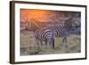 Botswana. Okavango Delta. Khwai Concession. Burchell's Zebra at Sunrise-Inger Hogstrom-Framed Photographic Print