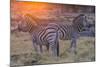 Botswana. Okavango Delta. Khwai Concession. Burchell's Zebra at Sunrise-Inger Hogstrom-Mounted Photographic Print