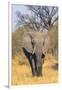 Botswana. Okavango Delta. Khwai Concession. Elephant Coming Out of the Bush to Water-Inger Hogstrom-Framed Photographic Print