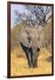 Botswana. Okavango Delta. Khwai Concession. Elephant Coming Out of the Bush to Water-Inger Hogstrom-Framed Photographic Print