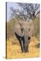 Botswana. Okavango Delta. Khwai Concession. Elephant Coming Out of the Bush to Water-Inger Hogstrom-Stretched Canvas