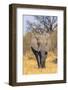 Botswana. Okavango Delta. Khwai Concession. Elephant Coming Out of the Bush to Water-Inger Hogstrom-Framed Photographic Print