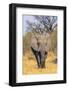 Botswana. Okavango Delta. Khwai Concession. Elephant Coming Out of the Bush to Water-Inger Hogstrom-Framed Photographic Print