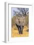 Botswana. Okavango Delta. Khwai Concession. Elephant Coming Out of the Bush to Water-Inger Hogstrom-Framed Photographic Print