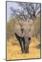 Botswana. Okavango Delta. Khwai Concession. Elephant Coming Out of the Bush to Water-Inger Hogstrom-Mounted Photographic Print