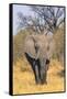 Botswana. Okavango Delta. Khwai Concession. Elephant Coming Out of the Bush to Water-Inger Hogstrom-Framed Stretched Canvas