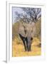 Botswana. Okavango Delta. Khwai Concession. Elephant Coming Out of the Bush to Water-Inger Hogstrom-Framed Premium Photographic Print