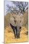 Botswana. Okavango Delta. Khwai Concession. Elephant Coming Out of the Bush to Water-Inger Hogstrom-Mounted Premium Photographic Print