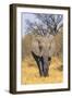 Botswana. Okavango Delta. Khwai Concession. Elephant Coming Out of the Bush to Water-Inger Hogstrom-Framed Photographic Print