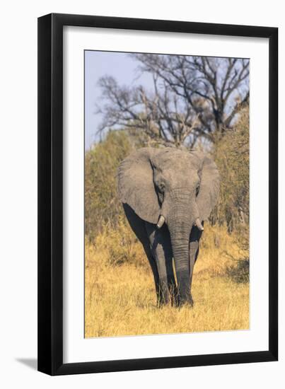 Botswana. Okavango Delta. Khwai Concession. Elephant Coming Out of the Bush to Water-Inger Hogstrom-Framed Photographic Print