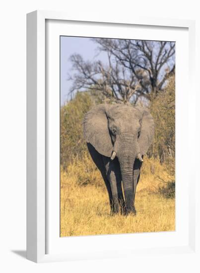 Botswana. Okavango Delta. Khwai Concession. Elephant Coming Out of the Bush to Water-Inger Hogstrom-Framed Photographic Print