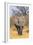 Botswana. Okavango Delta. Khwai Concession. Elephant Coming Out of the Bush to Water-Inger Hogstrom-Framed Photographic Print