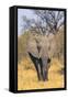 Botswana. Okavango Delta. Khwai Concession. Elephant Coming Out of the Bush to Water-Inger Hogstrom-Framed Stretched Canvas