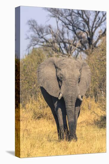 Botswana. Okavango Delta. Khwai Concession. Elephant Coming Out of the Bush to Water-Inger Hogstrom-Stretched Canvas