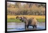 Botswana. Okavango Delta. Khwai Concession. Elephant Drinking-Inger Hogstrom-Framed Photographic Print