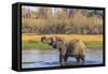 Botswana. Okavango Delta. Khwai Concession. Elephant Drinking-Inger Hogstrom-Framed Stretched Canvas