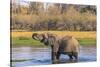 Botswana. Okavango Delta. Khwai Concession. Elephant Drinking-Inger Hogstrom-Stretched Canvas