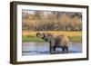 Botswana. Okavango Delta. Khwai Concession. Elephant Drinking-Inger Hogstrom-Framed Photographic Print