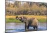 Botswana. Okavango Delta. Khwai Concession. Elephant Drinking-Inger Hogstrom-Mounted Photographic Print