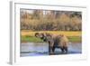 Botswana. Okavango Delta. Khwai Concession. Elephant Drinking-Inger Hogstrom-Framed Photographic Print