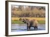 Botswana. Okavango Delta. Khwai Concession. Elephant Drinking-Inger Hogstrom-Framed Photographic Print