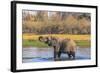 Botswana. Okavango Delta. Khwai Concession. Elephant Drinking-Inger Hogstrom-Framed Photographic Print