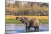 Botswana. Okavango Delta. Khwai Concession. Elephant Drinking-Inger Hogstrom-Mounted Photographic Print