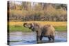 Botswana. Okavango Delta. Khwai Concession. Elephant Drinking-Inger Hogstrom-Stretched Canvas