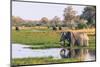 Botswana. Okavango Delta. Khwai Concession. Elephant Drinking-Inger Hogstrom-Mounted Photographic Print