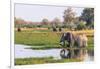 Botswana. Okavango Delta. Khwai Concession. Elephant Drinking-Inger Hogstrom-Framed Photographic Print