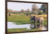 Botswana. Okavango Delta. Khwai Concession. Elephant Drinking-Inger Hogstrom-Framed Photographic Print