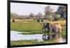 Botswana. Okavango Delta. Khwai Concession. Elephant Drinking-Inger Hogstrom-Framed Photographic Print