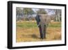 Botswana. Okavango Delta. Khwai Concession. Elephant Grazing Near the Khwai River-Inger Hogstrom-Framed Photographic Print