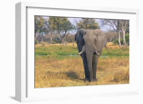 Botswana. Okavango Delta. Khwai Concession. Elephant Grazing Near the Khwai River-Inger Hogstrom-Framed Photographic Print