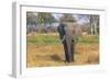 Botswana. Okavango Delta. Khwai Concession. Elephant Grazing Near the Khwai River-Inger Hogstrom-Framed Photographic Print