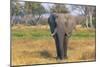 Botswana. Okavango Delta. Khwai Concession. Elephant Grazing Near the Khwai River-Inger Hogstrom-Mounted Photographic Print