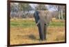 Botswana. Okavango Delta. Khwai Concession. Elephant Grazing Near the Khwai River-Inger Hogstrom-Framed Photographic Print